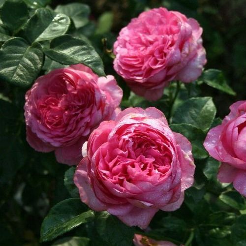 Shop - Rosa Chantal Mérieux™ - rosa - nostalgische rosen - stark duftend - Dominique Massad - -